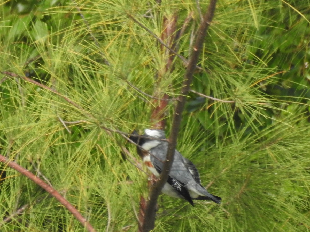 Belted Kingfisher - ML67156031