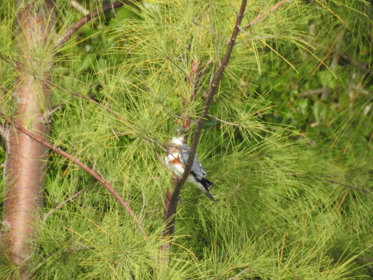 Belted Kingfisher - ML67156071