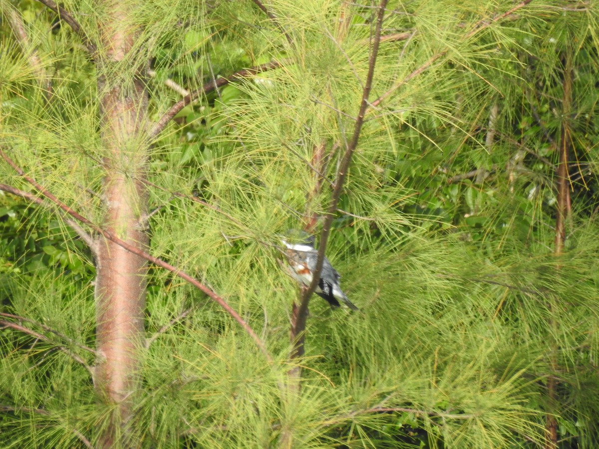Belted Kingfisher - ML67156081