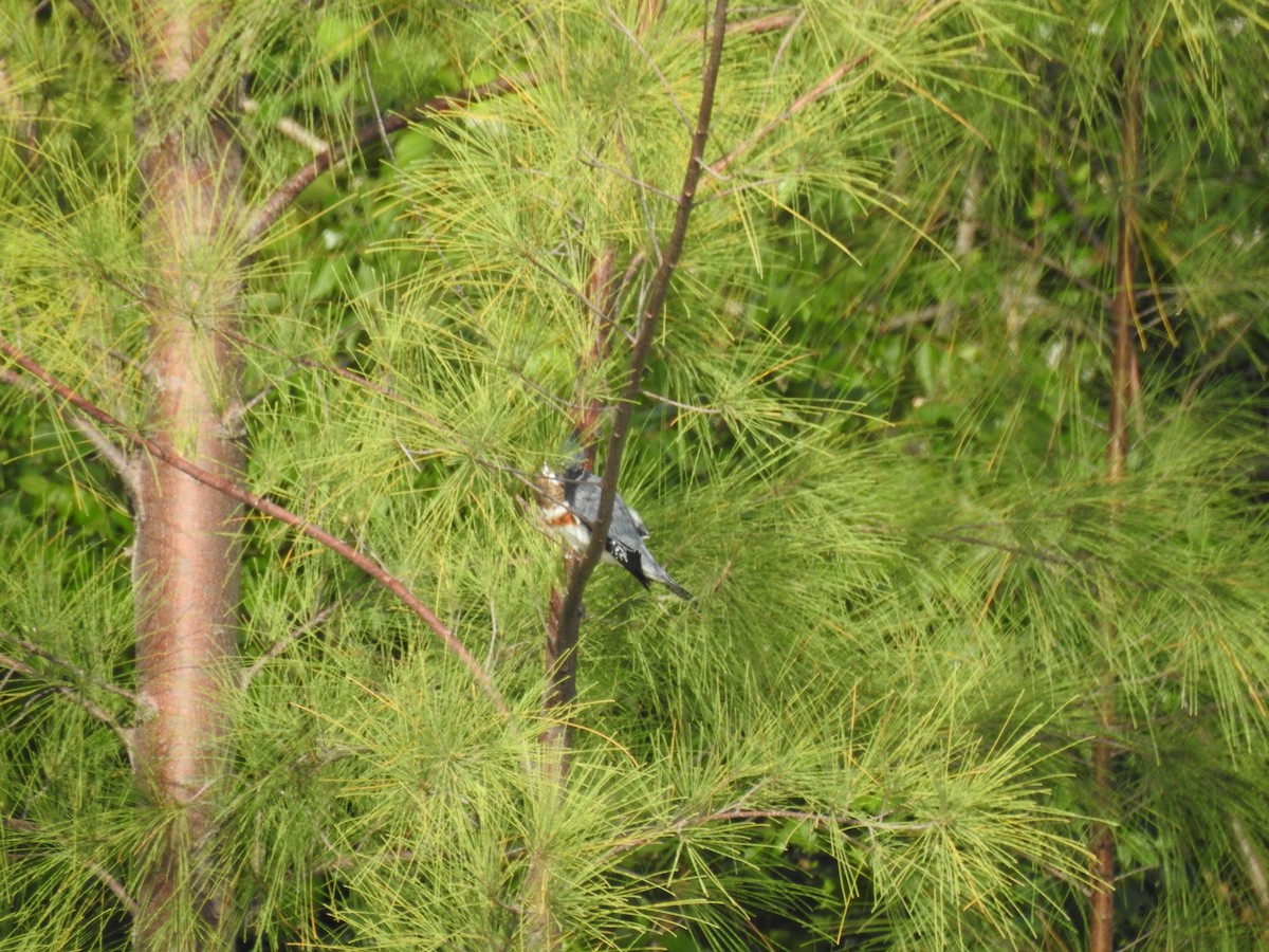 Belted Kingfisher - ML67156101