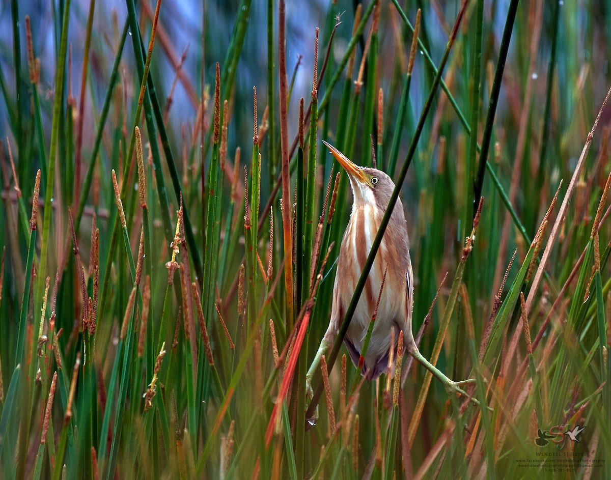 striperørdrum - ML67156181