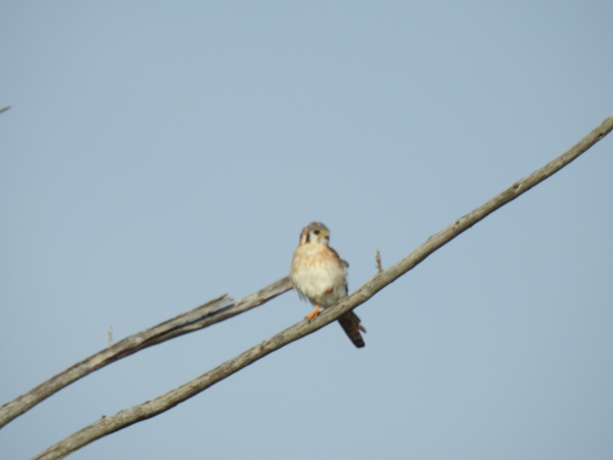 American Kestrel - ML67156301