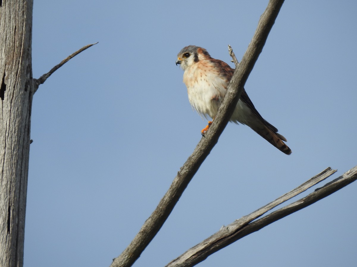 American Kestrel - ML67156391