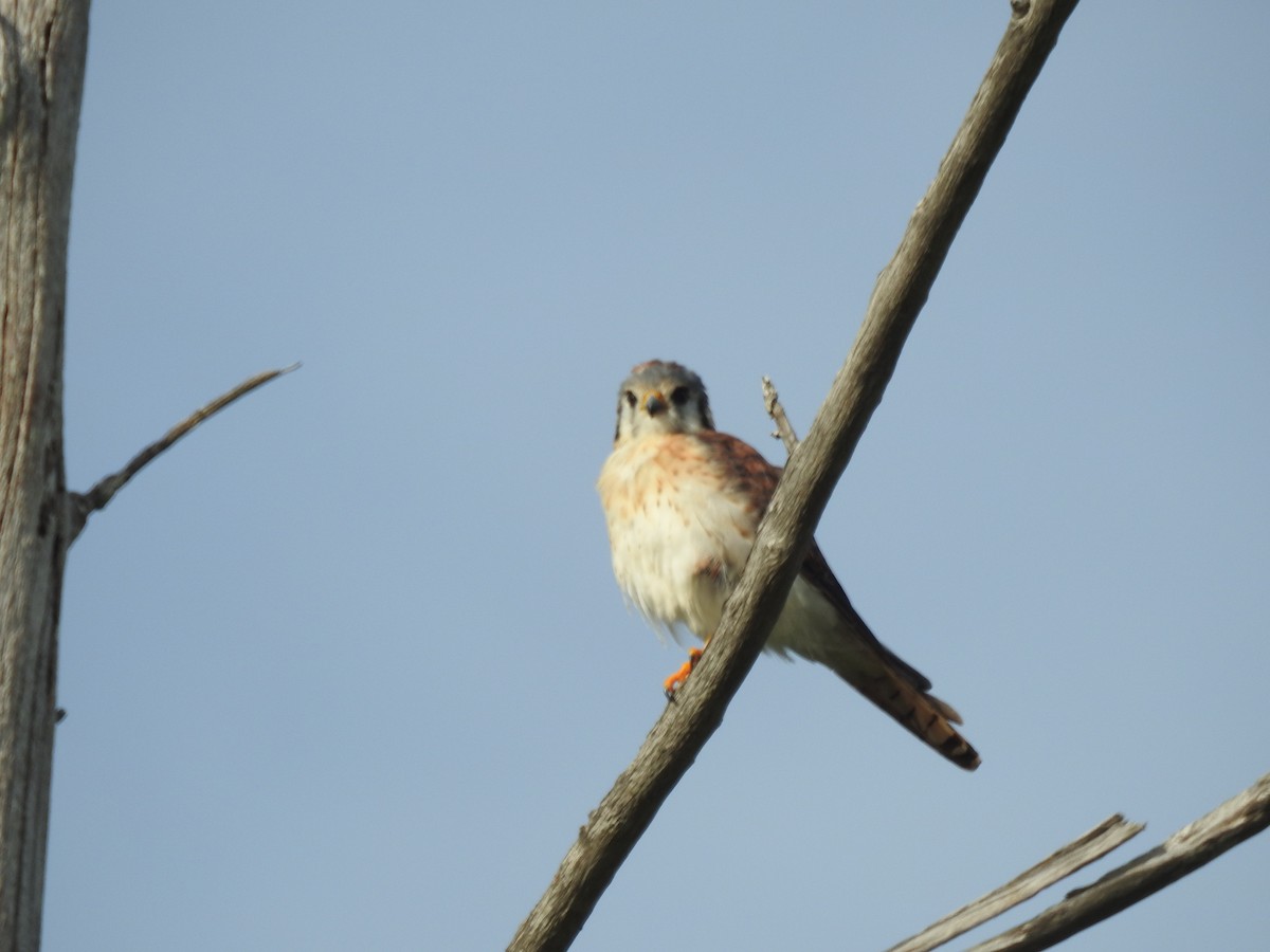 American Kestrel - ML67156561