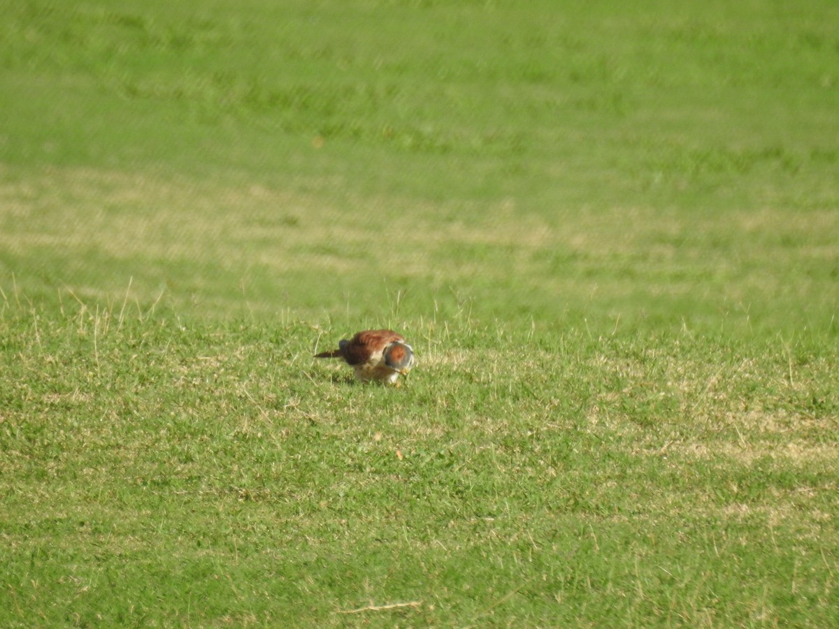 American Kestrel - ML67156591