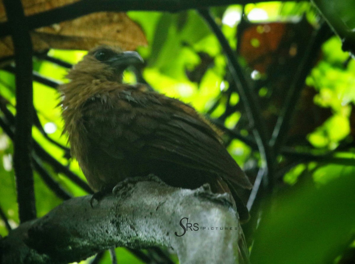Bay Coucal - Siti Sutedjo