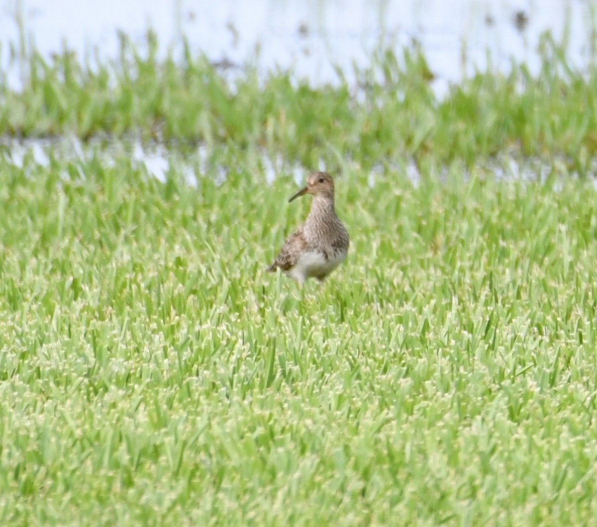 Pectoral Sandpiper - Suzanne Zuckerman