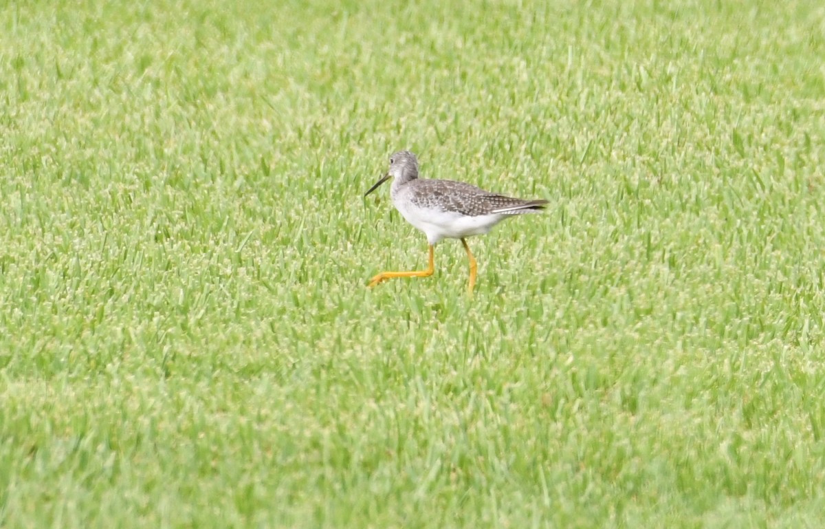 Lesser Yellowlegs - ML67156751