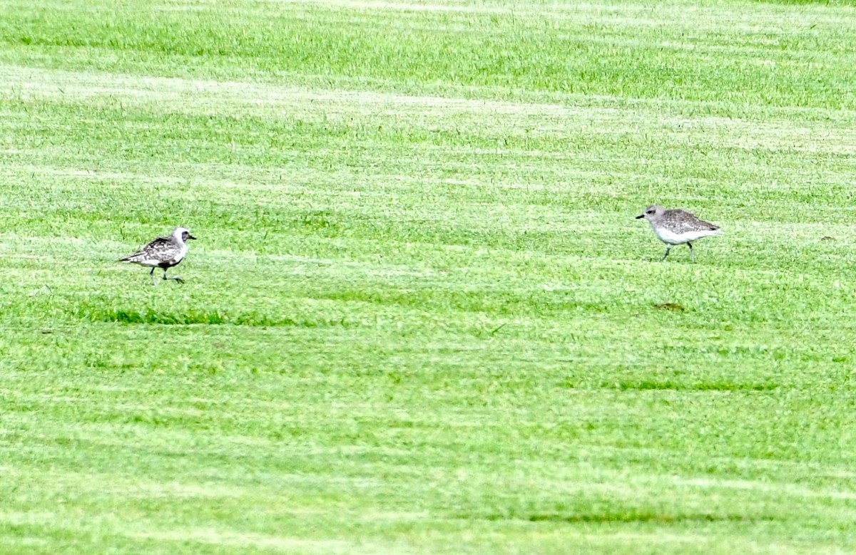 Black-bellied Plover - Suzanne Zuckerman