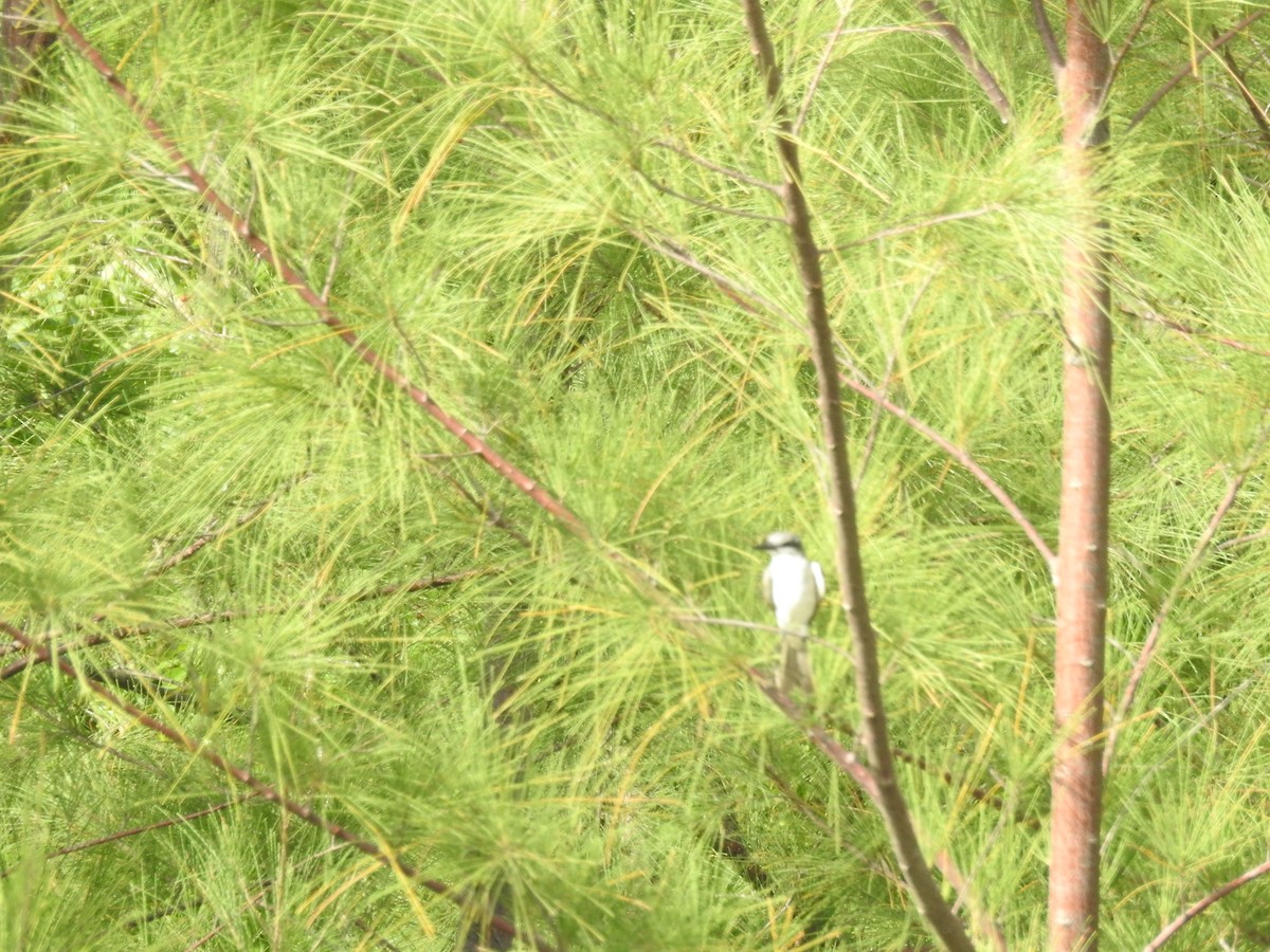 Gray Kingbird - ML67156831