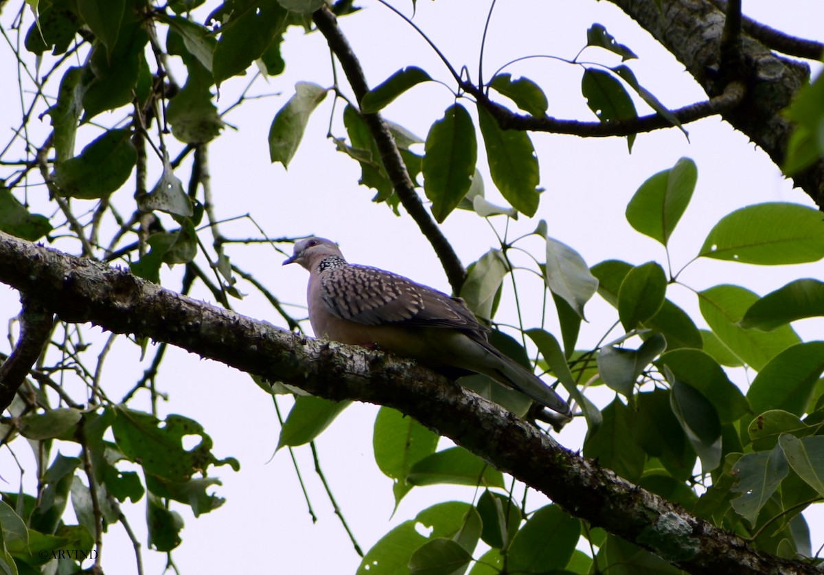 Spotted Dove - ML67160151