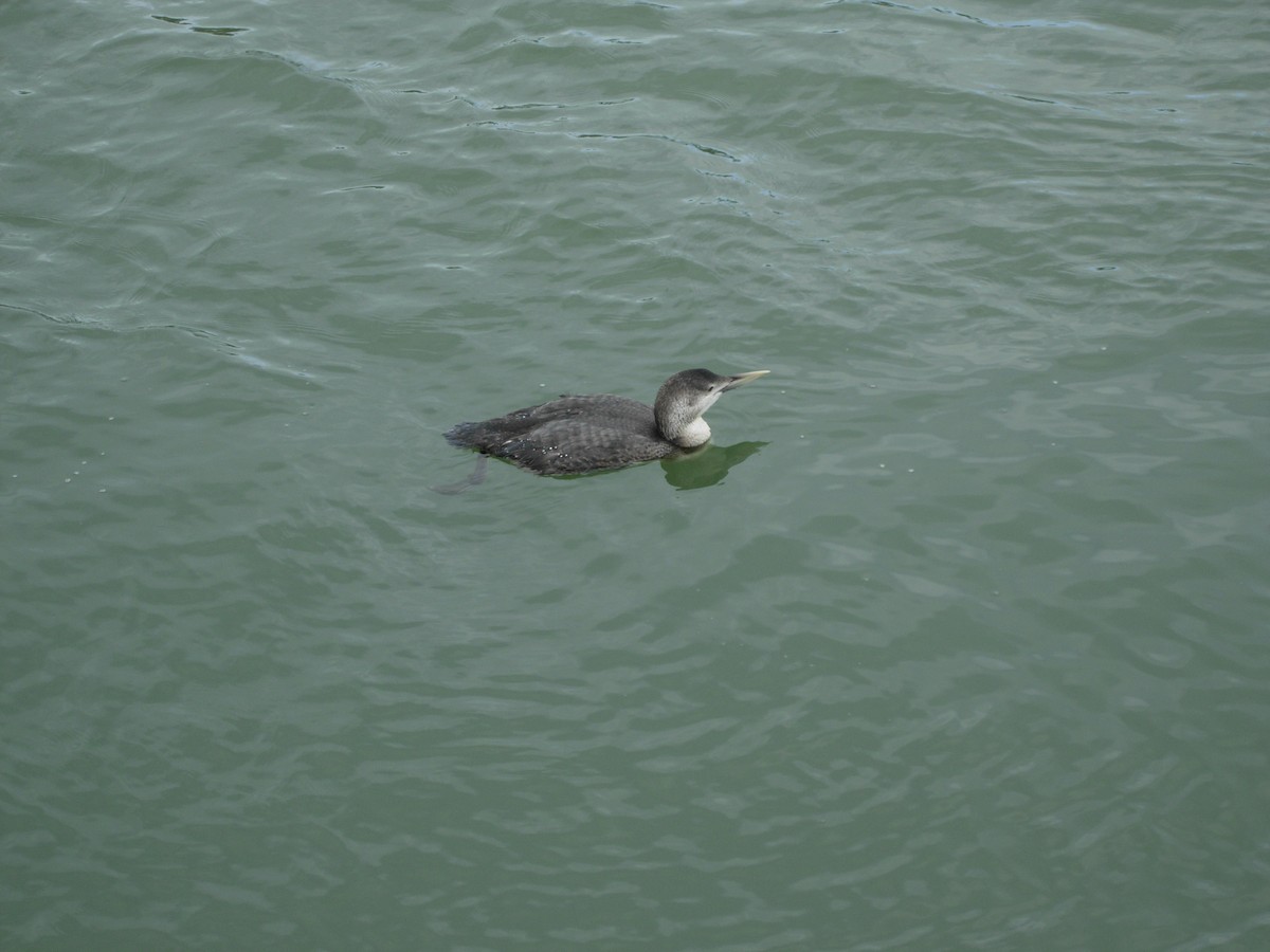 Yellow-billed Loon - R Gardner