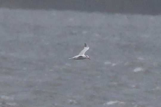 Royal Tern - ML67160231