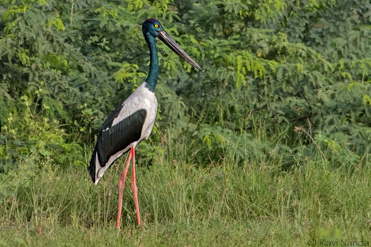 Black-necked Stork - Kavi Nanda
