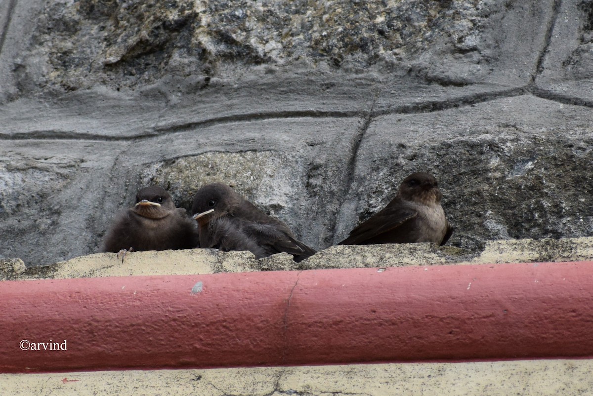 Dusky Crag-Martin - ML67162041