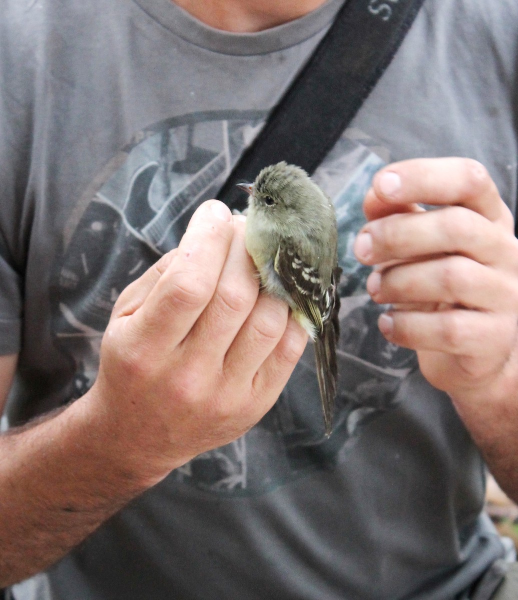 Small-headed Elaenia - David Aborn