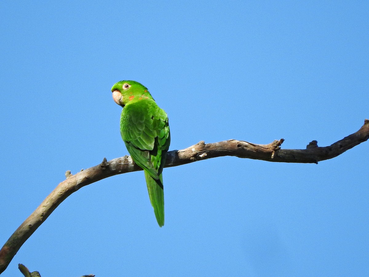 Conure pavouane - ML67164061