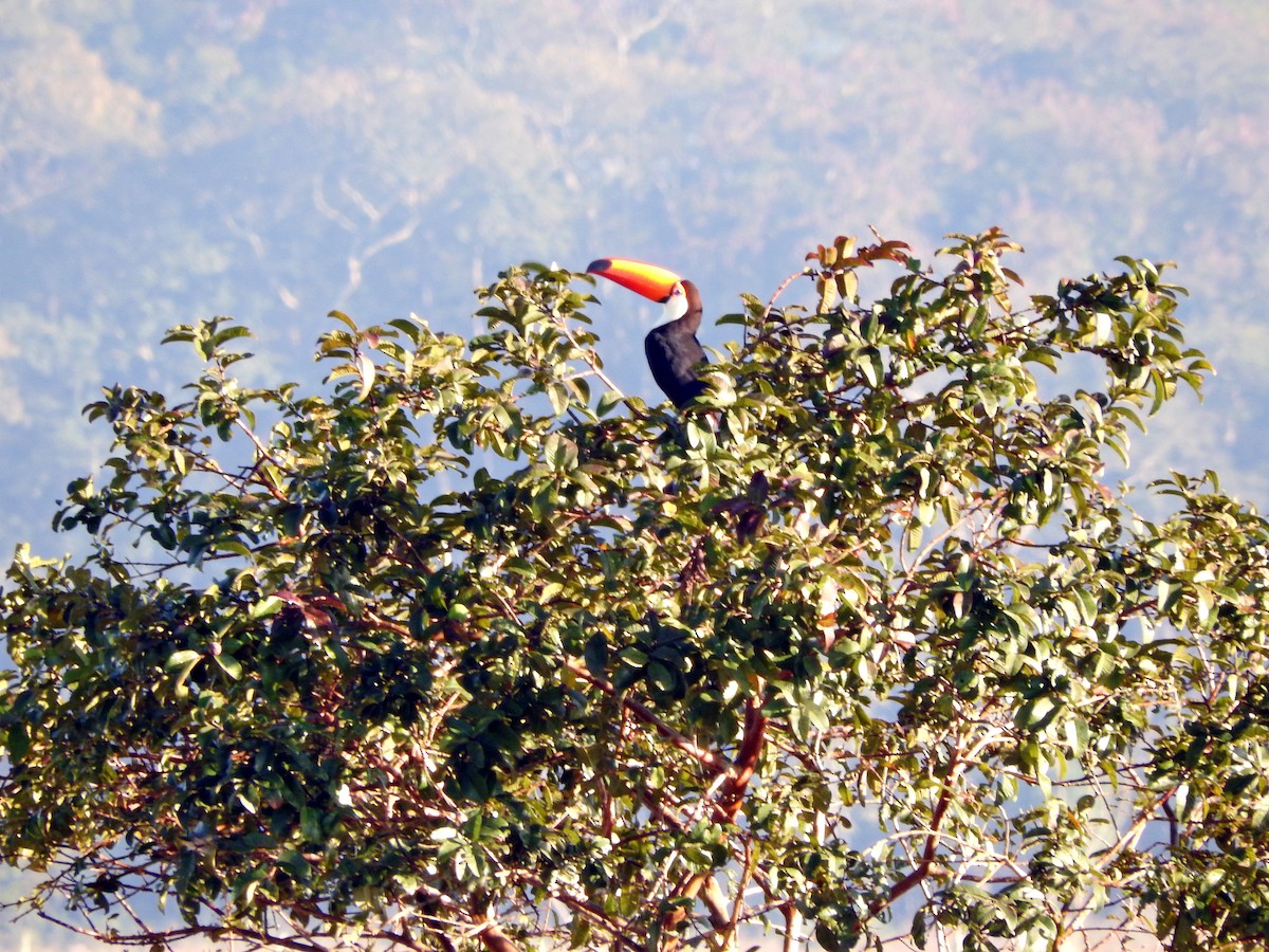 Toco Toucan - Juliano Gomes