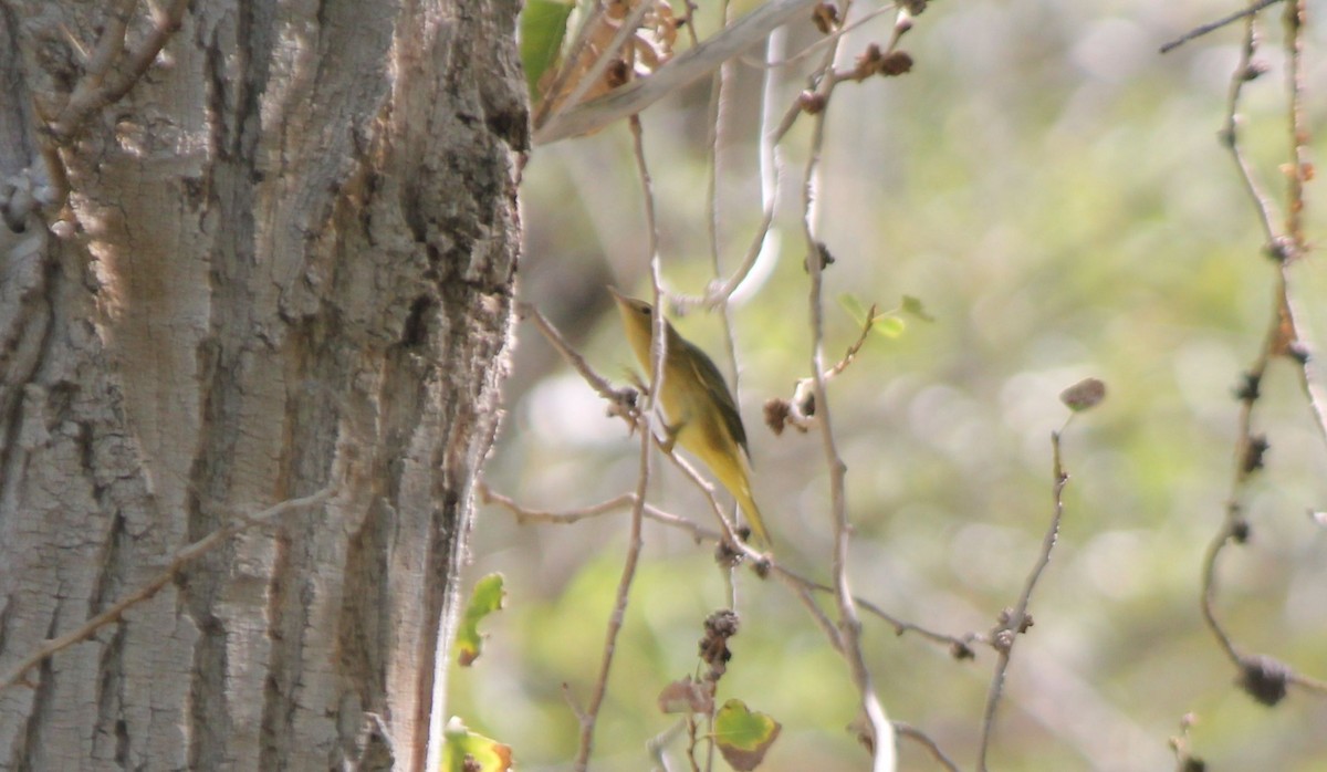 Paruline jaune - ML67164491