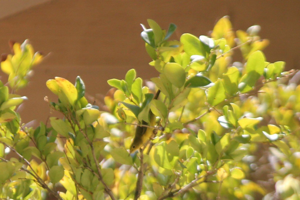 Yellow Warbler - ML67164501