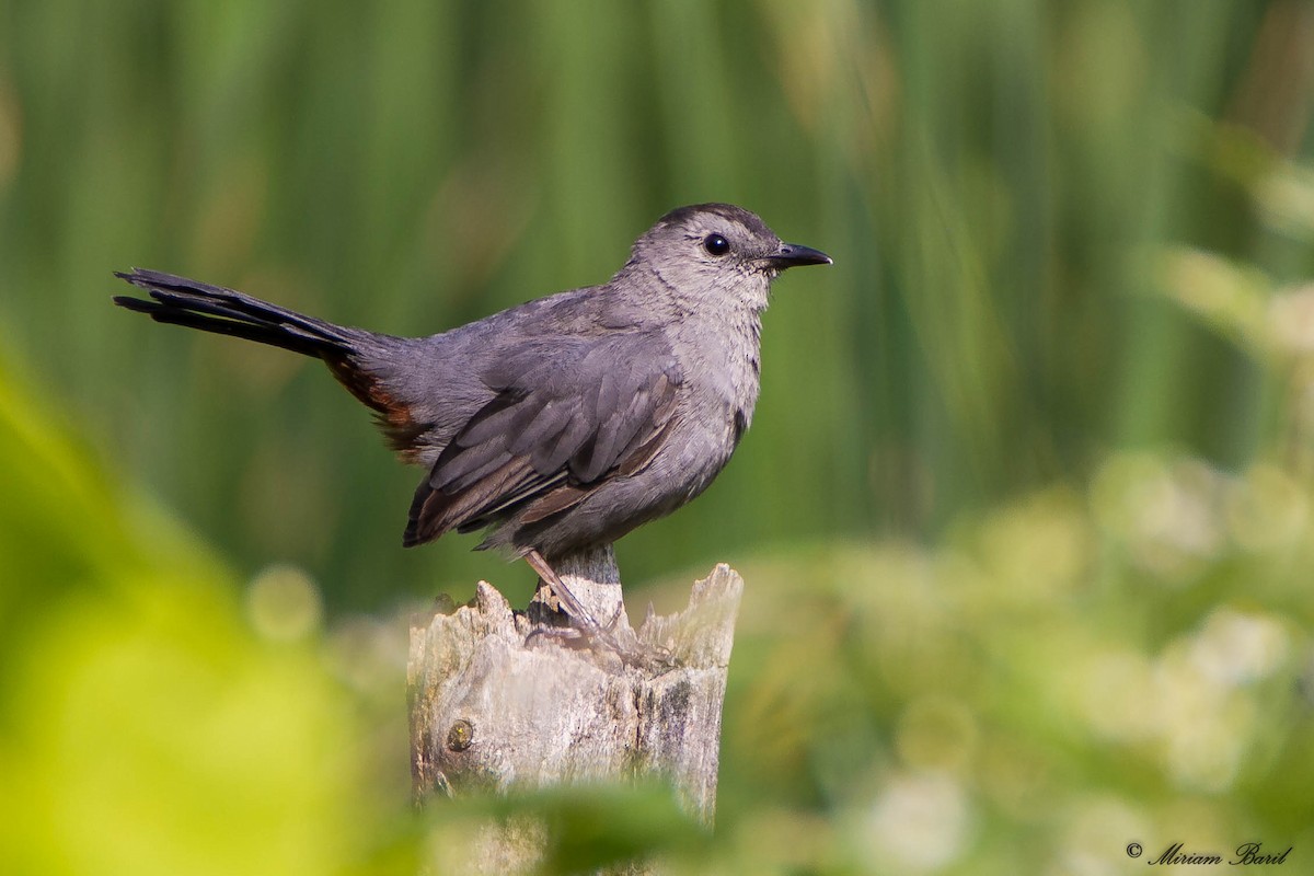 Gray Catbird - ML67167671