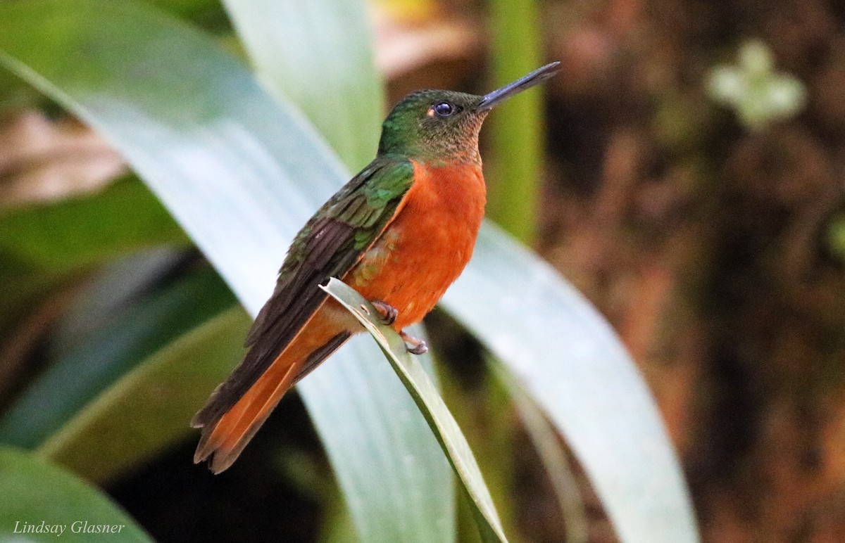 Chestnut-breasted Coronet - ML67168411