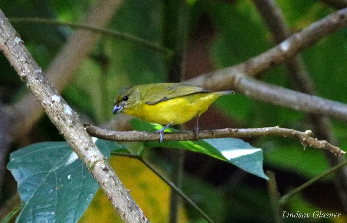 Thick-billed Euphonia - ML67168631