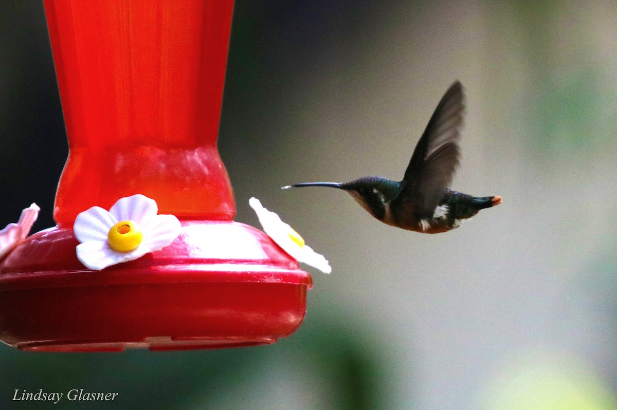 White-bellied Woodstar - ML67169521