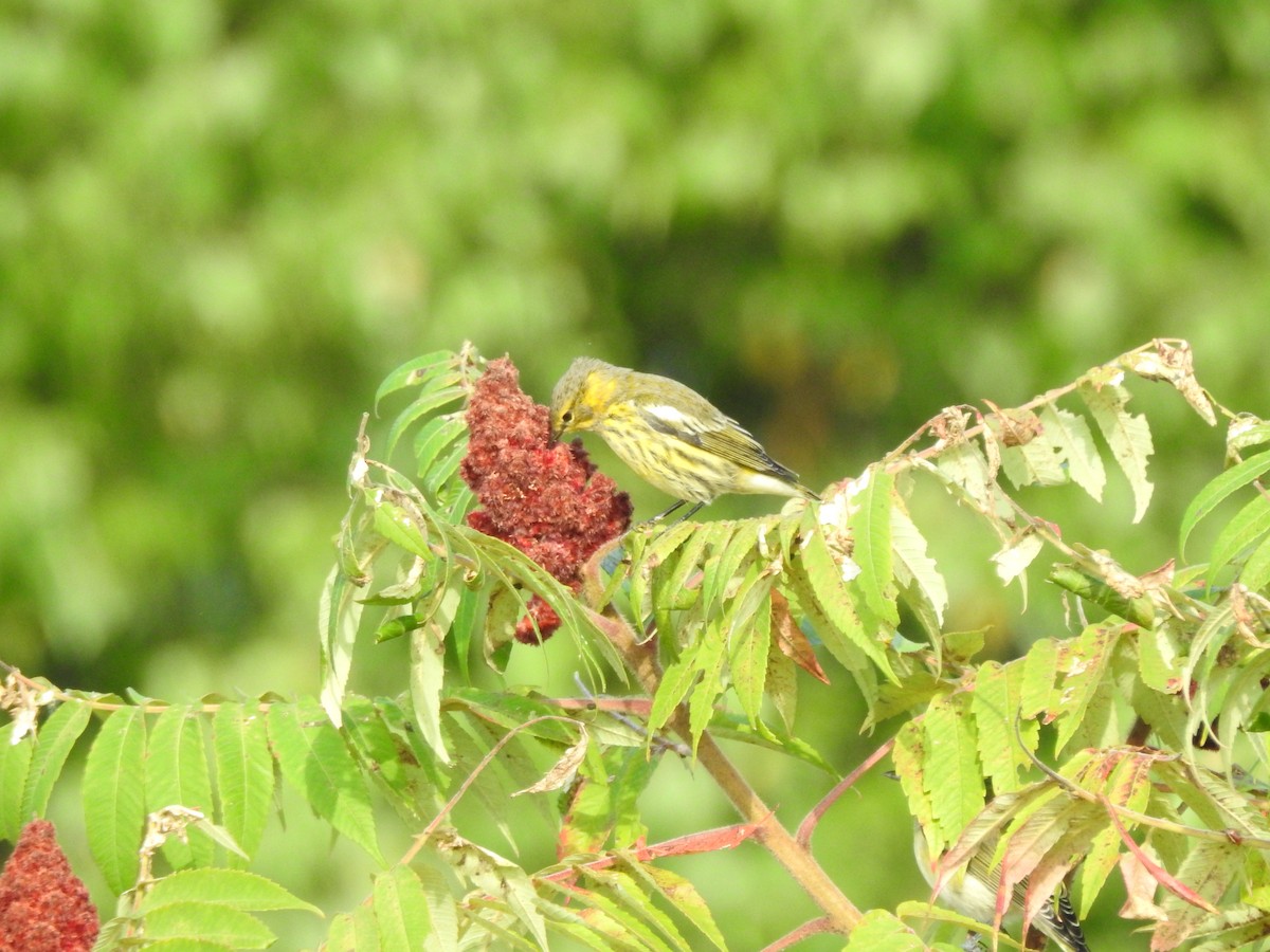 Cape May Warbler - ML67170461