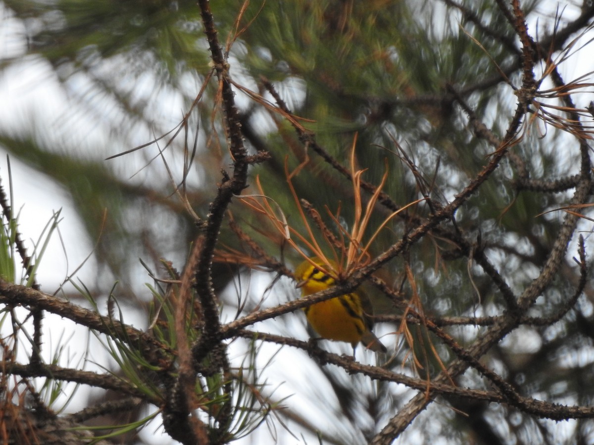 Prairie Warbler - ML67170991