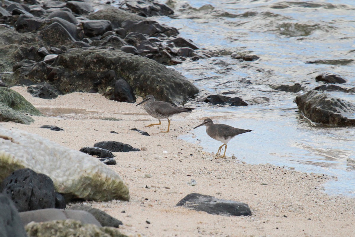 Wandering Tattler - ML67171001