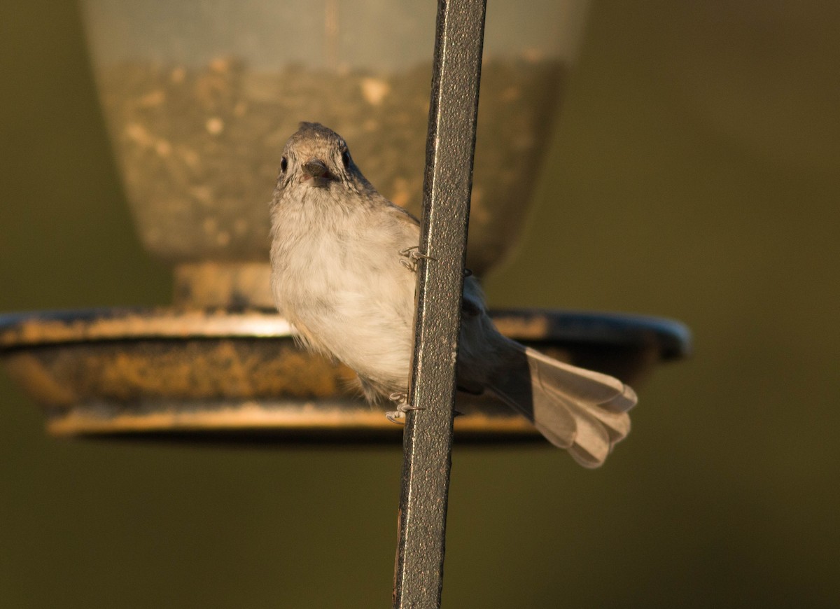 Oak Titmouse - Paul Fenwick