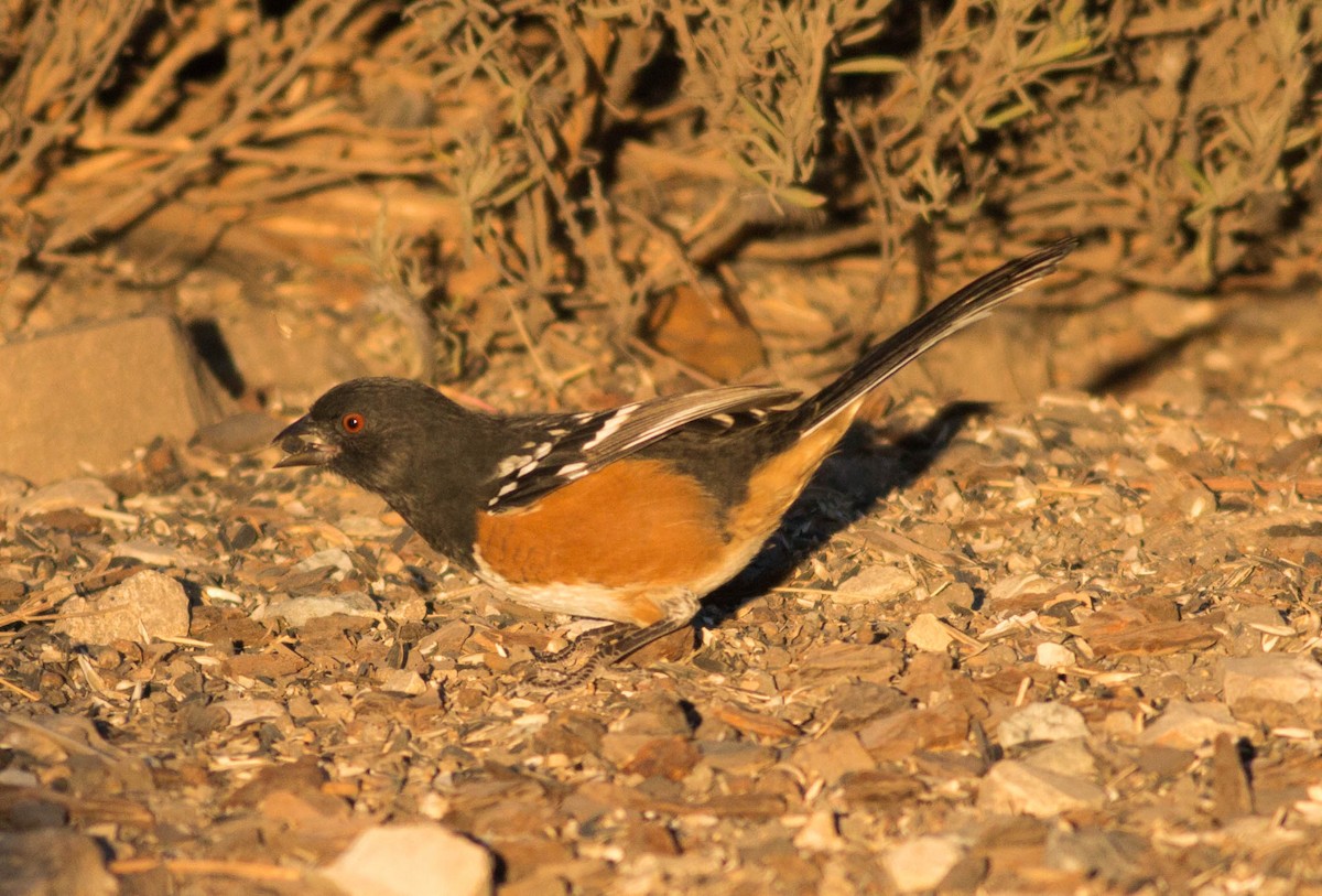 Spotted Towhee (oregonus Group) - ML67171441