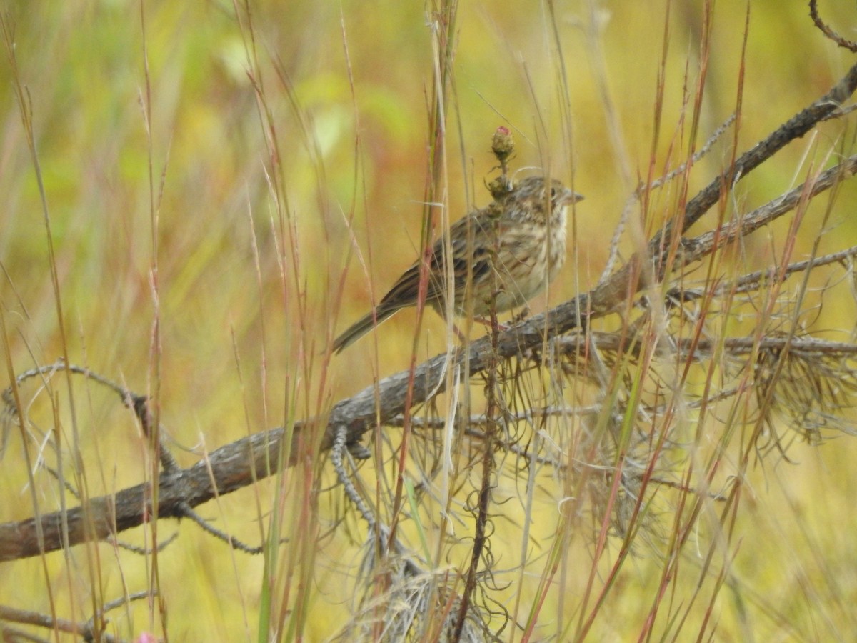 Vesper Sparrow - ML67171861