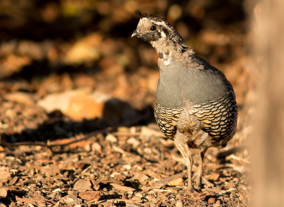 California Quail - Paul Fenwick