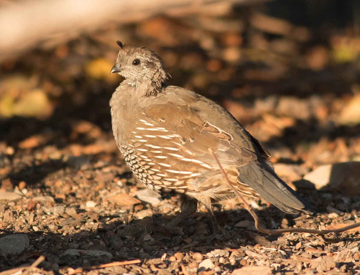 California Quail - Paul Fenwick