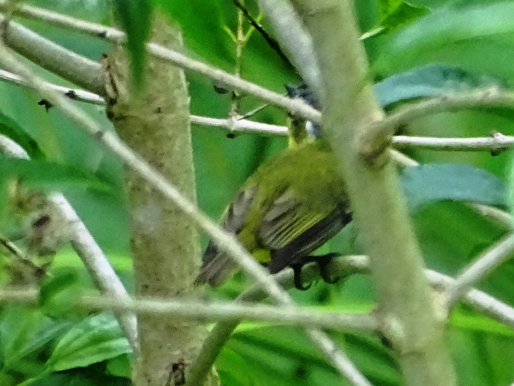 Yellow-bellied Tyrannulet - ML67174191