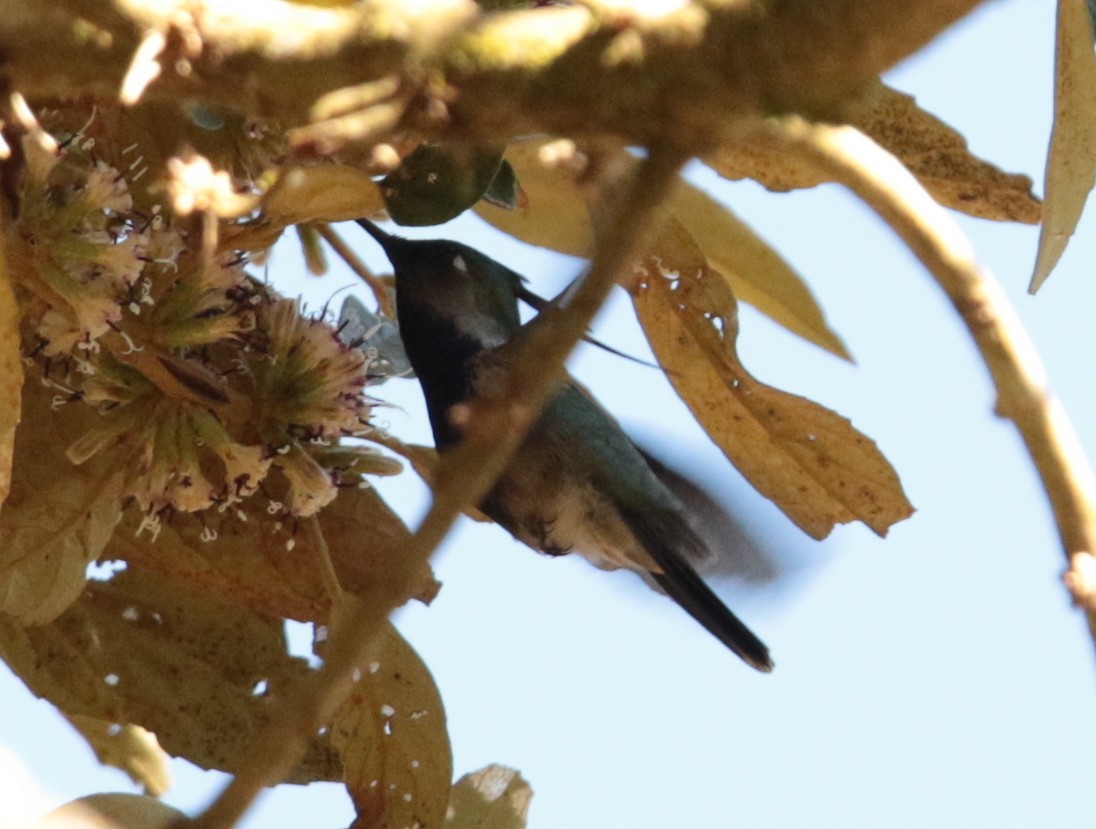 Green-crowned Plovercrest - ML67174581