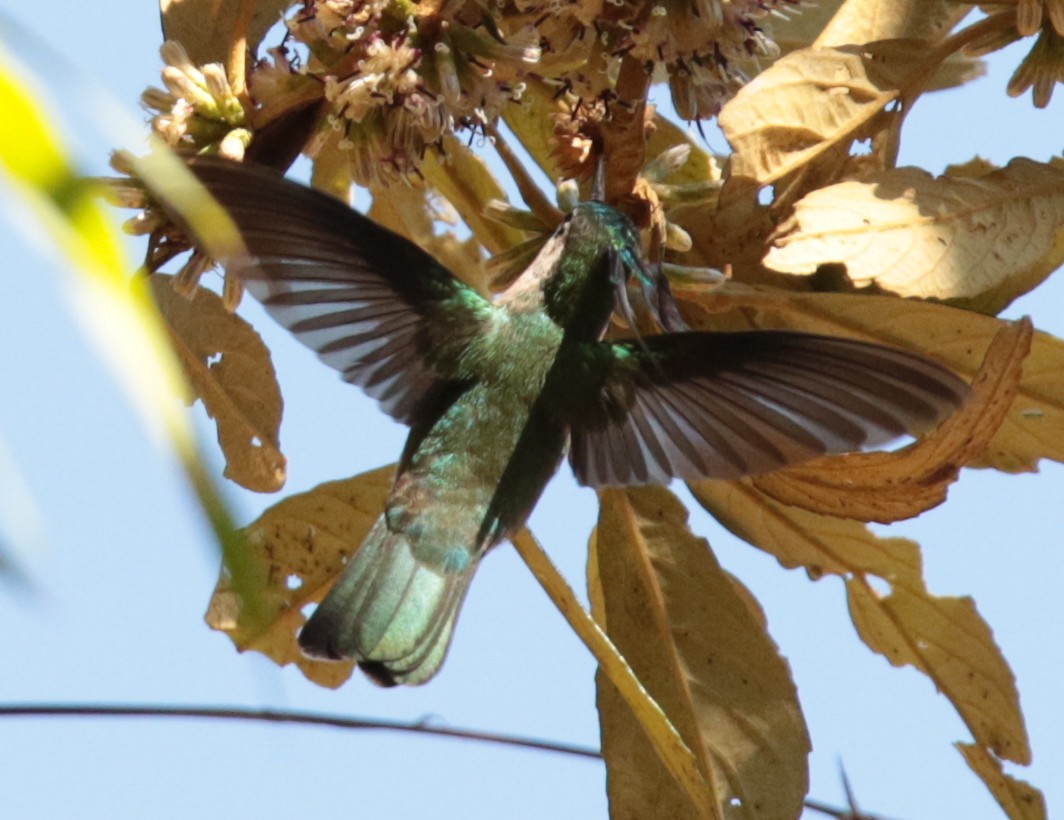 Green-crowned Plovercrest - Anonymous