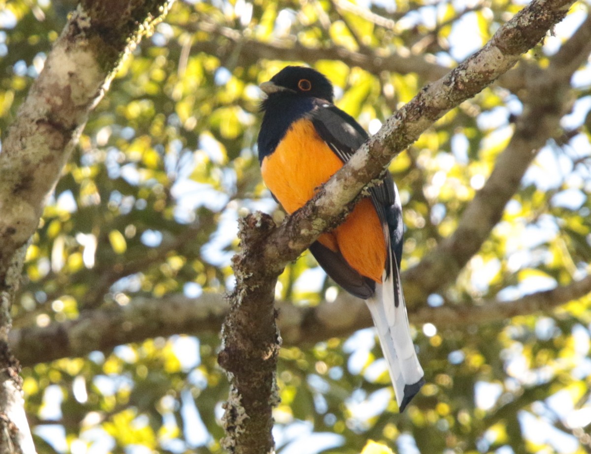 trogon surucua - ML67174611