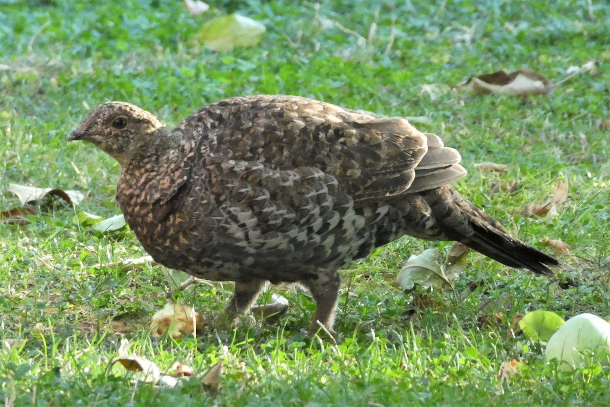 Sooty Grouse - ML67174941