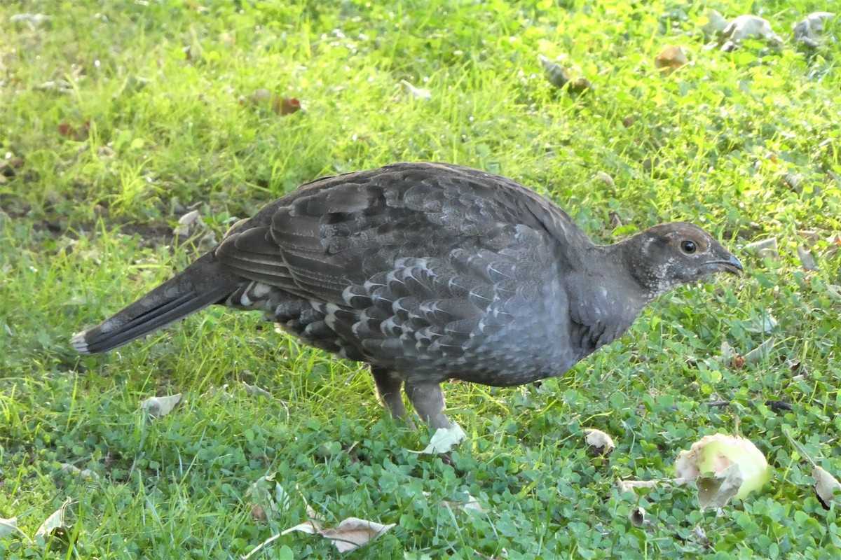 Sooty Grouse - ML67175191