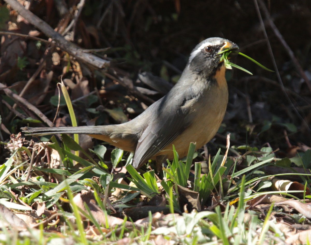 Thick-billed Saltator - ML67175261