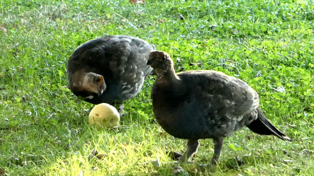 Sooty Grouse - ML67176261