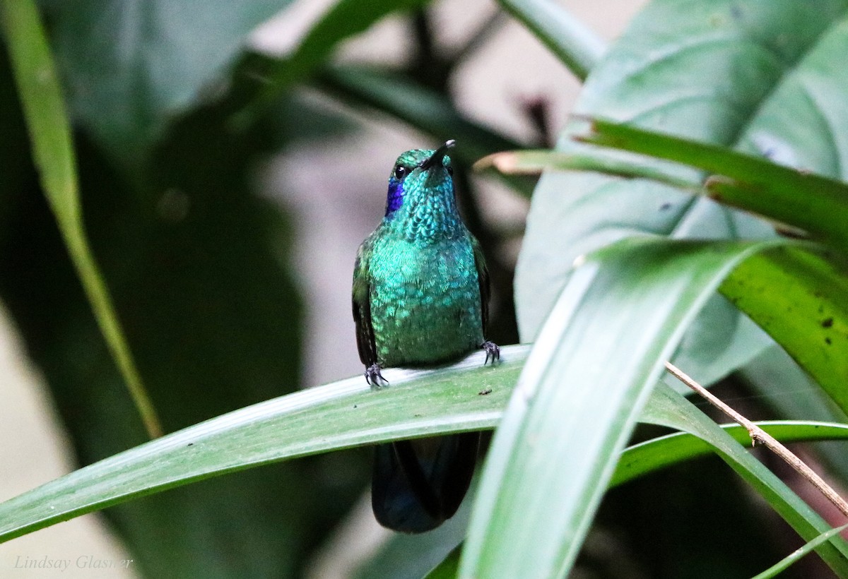 Lesser Violetear - ML67176271