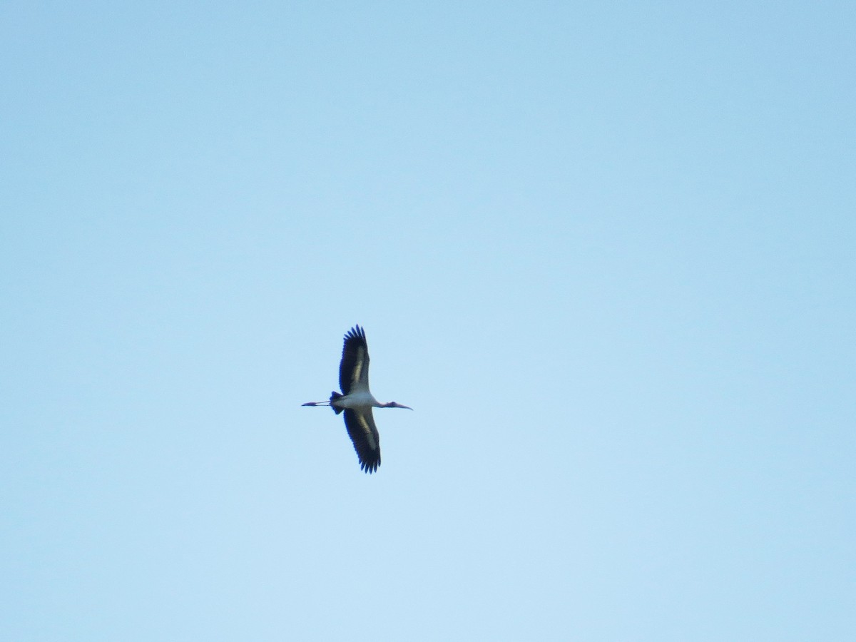 Wood Stork - ML67176391