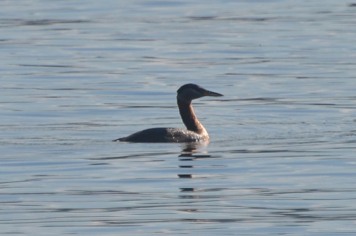 Red-necked Grebe - ML67176401