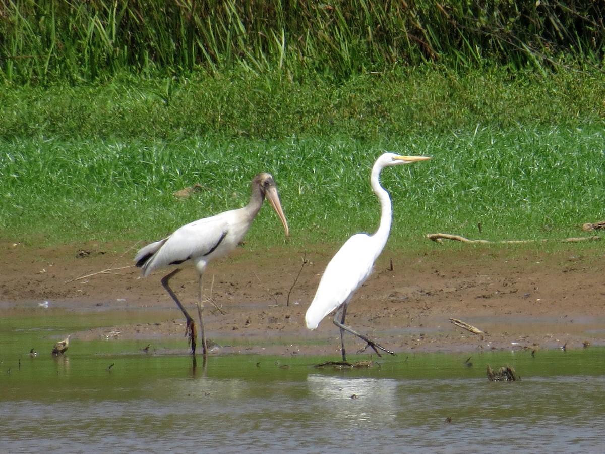 Wood Stork - ML67176421