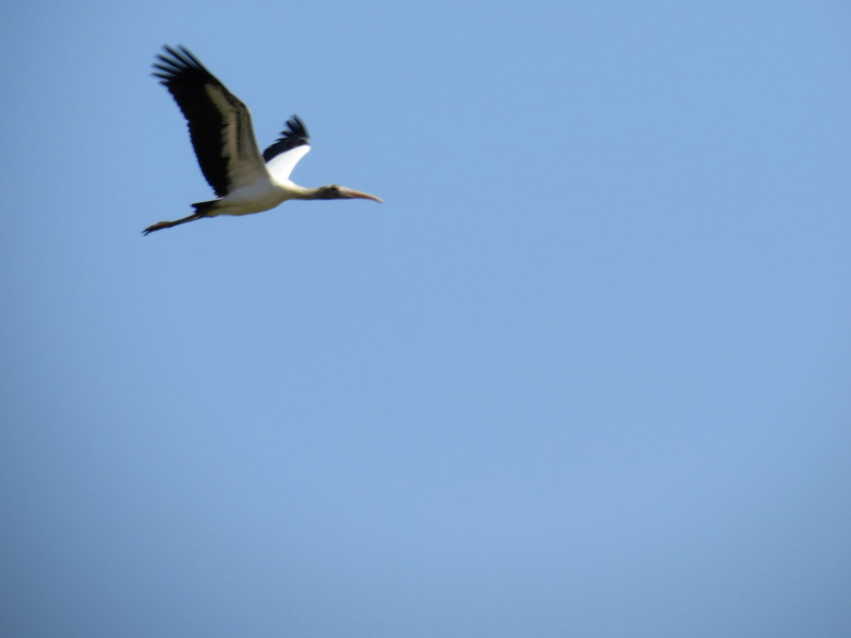 Wood Stork - ML67176461
