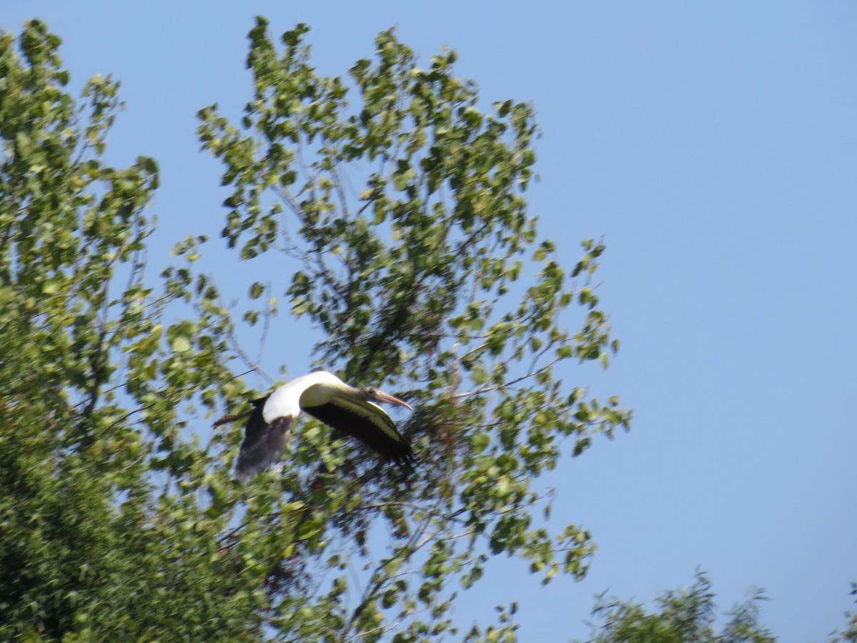 Wood Stork - ML67176501